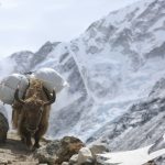 Everest Base Camp A yak carries heavy loads from Gorakhshep to Lobuche EBC Photo by Anuj Adhikary - Everest Base Camp Trek