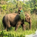 A Mahout returning from the Jungle with food for his elephant seen in Chitwan - Chitwan National Park