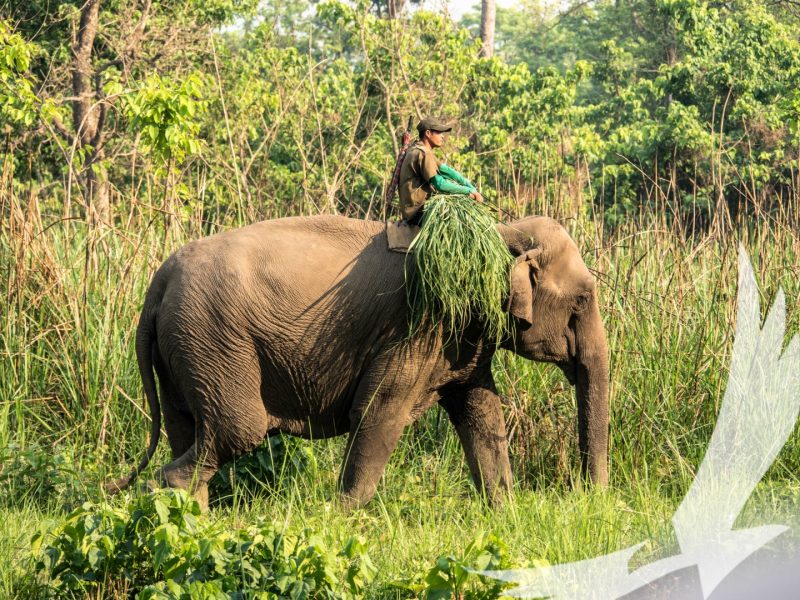 A Mahout returning from the Jungle with food for his elephant seen in Chitwan - Chitwan National Park