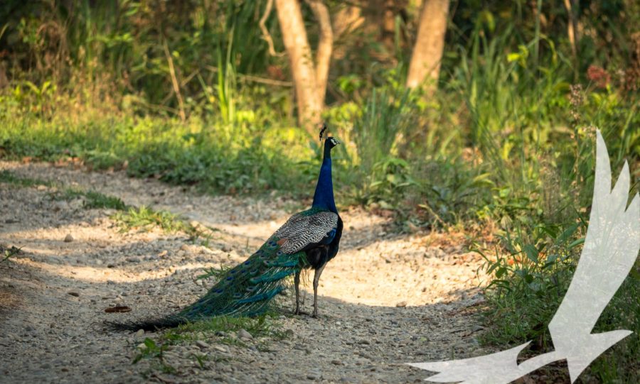 A peacock roams freely in its natural habitat seen in Chitwan National Park - Chitwan National Park