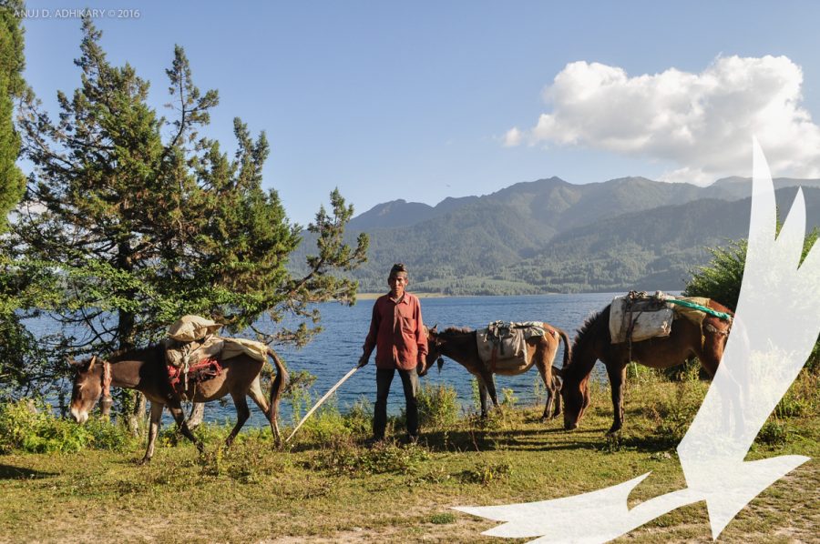 A trader and his mules in Rara Photo by Anuj Adhikary - Jumla to Rara lake