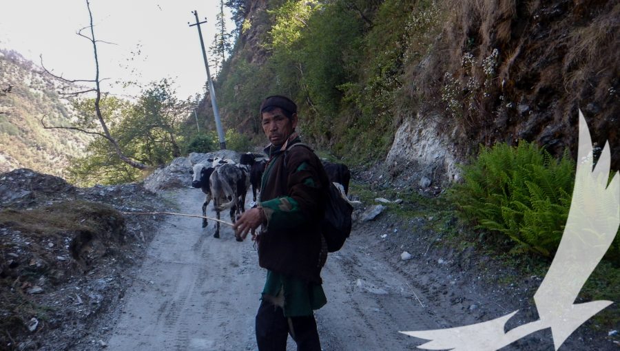 A local villagers herding his cows gets a surprise from photographer taken on tamang heritage circuit trek