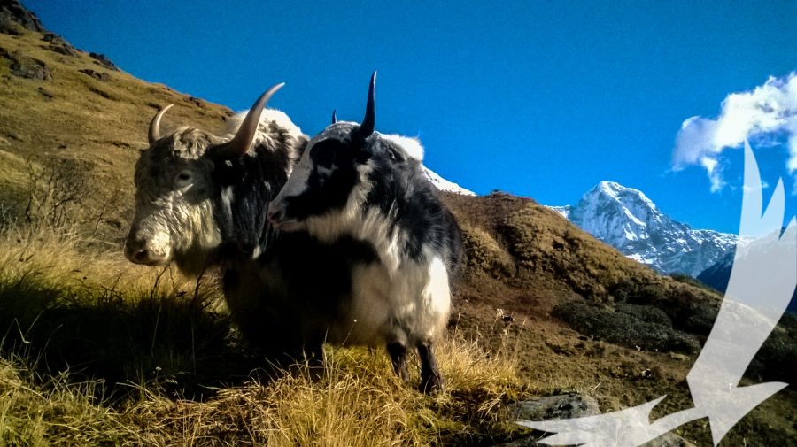 Annapurna south peeping by the grazing hills used by local herders in Khopra danda - Khopra Skyline