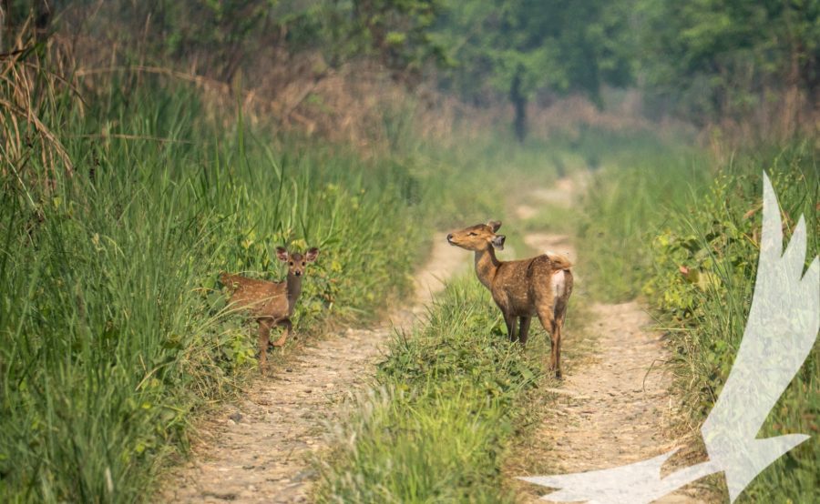 Baby spotted deer look alertly at the arriving Jeep seen at Chitwan National Park - Chitwan National Park