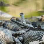 Gharials basking in chitwan are critically endangered species the crocodile breeding center in chitwan work to increase its numbers