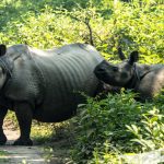 One-horned-rhino-conservation-has-been-most-successful-in-Chitwan-due-to-community-awarness-and-strict-laws-against-poaching-seen-during-Jeep-safari-in-Chitwan