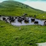 Yak herd grazing and cooling off on a water puddle on the way to Khopra danda - Khopra Skyline