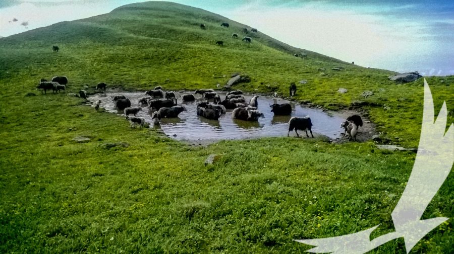 Yak herd grazing and cooling off on a water puddle on the way to Khopra danda - Khopra Skyline
