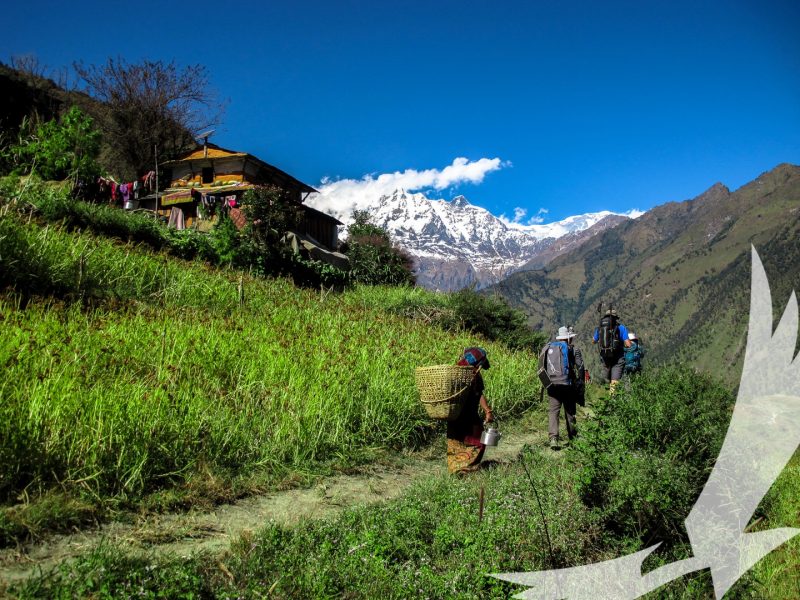 Walking through luch green trail before the trail switch to snow on the way to Dhaulagiri Base Camp